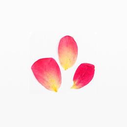 Nail Labo Dried Flower Rose Petal Mauve