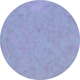 Presto Color Gel #325 [2.7g] [Jar] [NEW]