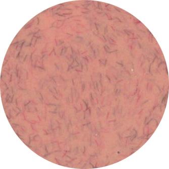 Presto Color Gel #329 [2.7g] [Jar] [NEW]